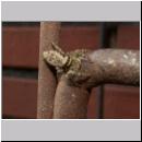 Marpissa muscosa - Springspinne 05.jpg